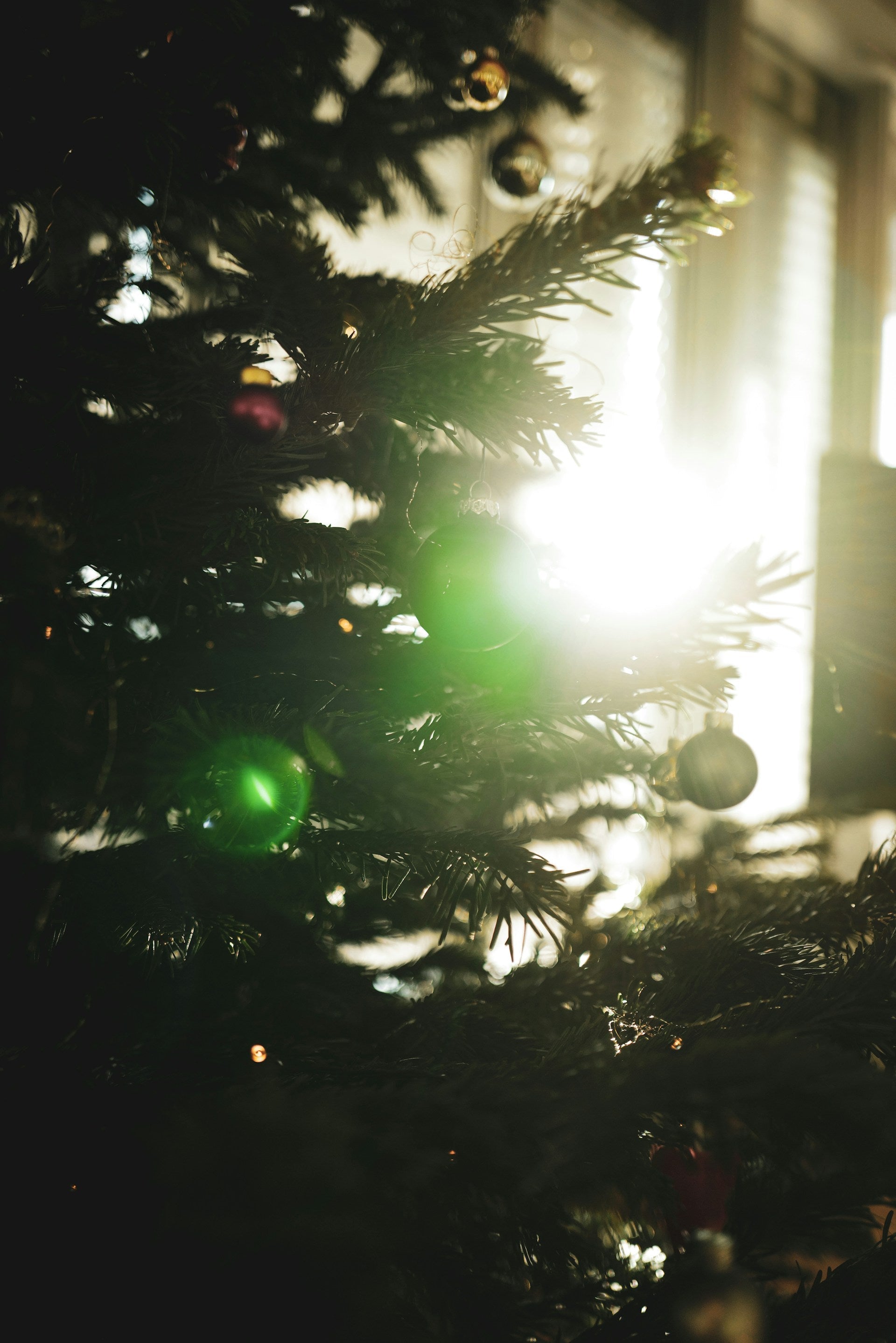 🦌 🛷 free gifts 🎁 ✨